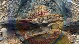 🎣 Pescadores reportan proliferación del “pez diablo” en el río La Bomba