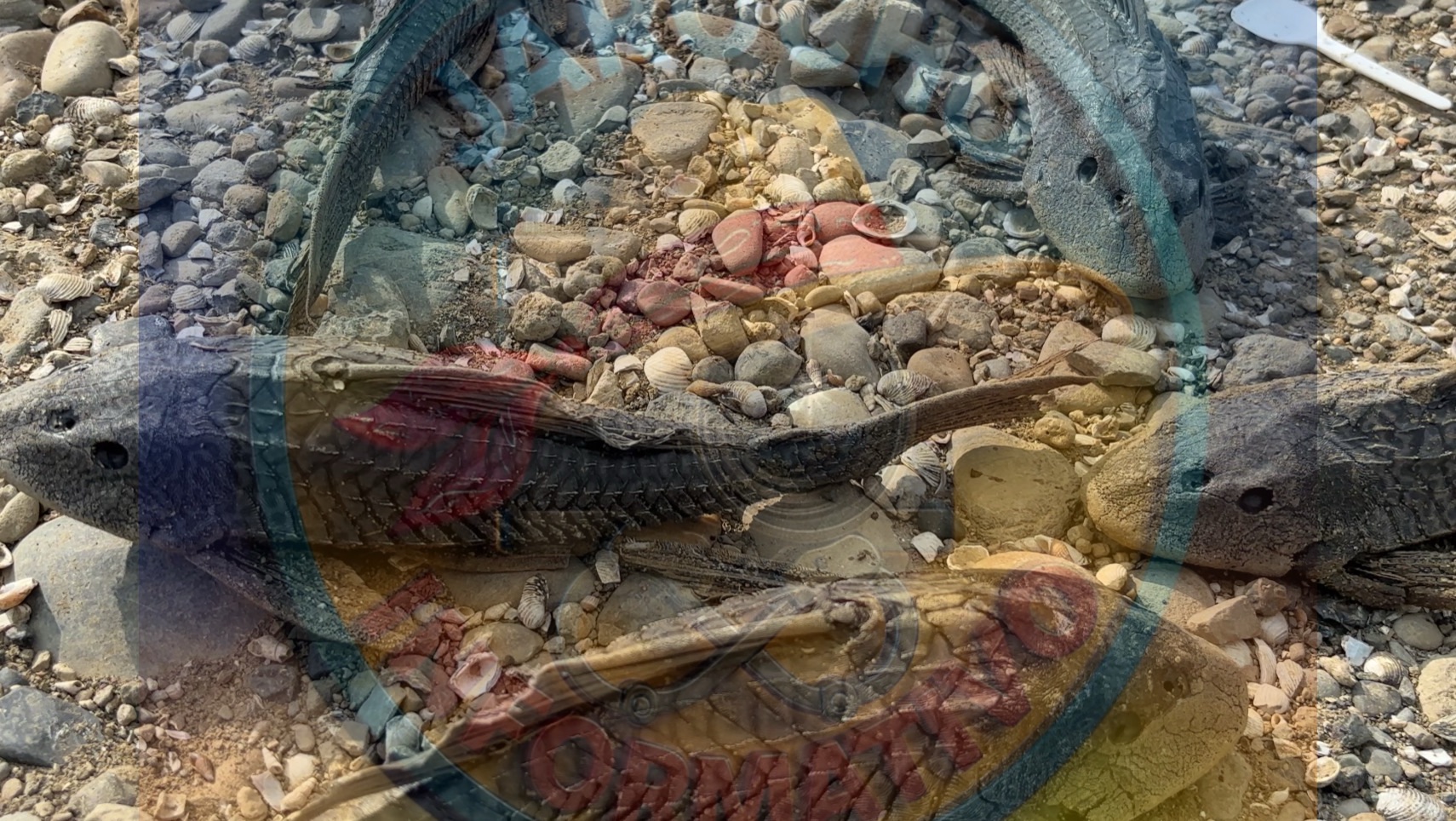 🎣 Pescadores reportan proliferación del “pez diablo” en el río La Bomba